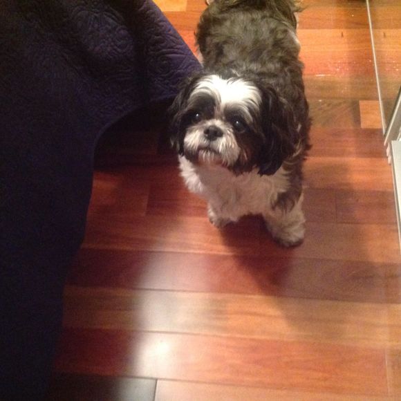 Meet your Posher, Dagmar - Picture 1 of 1